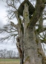 Kanepu oak, which is the second thickest oak in Latvia and the Baltics, with a circumference of 9.4 m, JÃârcÃâni parish, Latvia Royalty Free Stock Photo